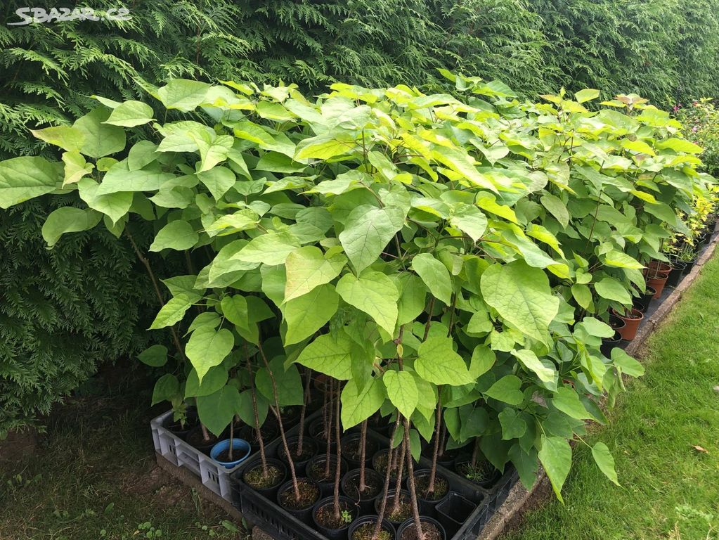 Catalpa Prodej (vaší zahradě, odrůd katalpy, Tato odrůda) Catalpa Prodej